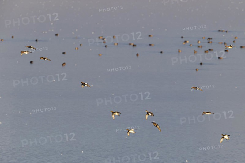 Eurasian wigeon