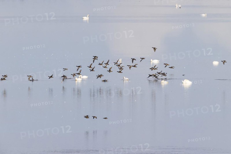 Eurasian wigeon