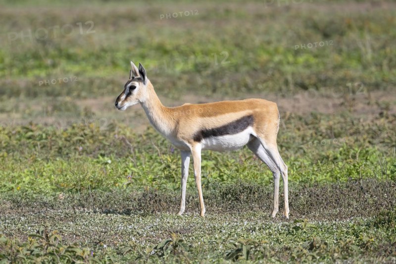 Serengeti thomsons gazelle