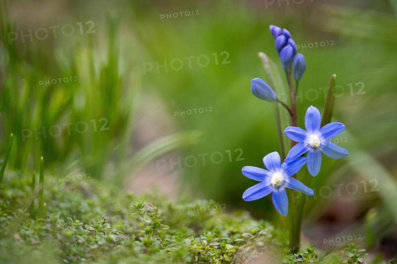Common star hyacinth