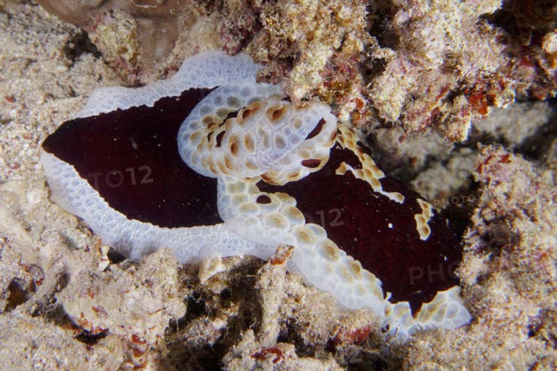 Large sofa cushion snail