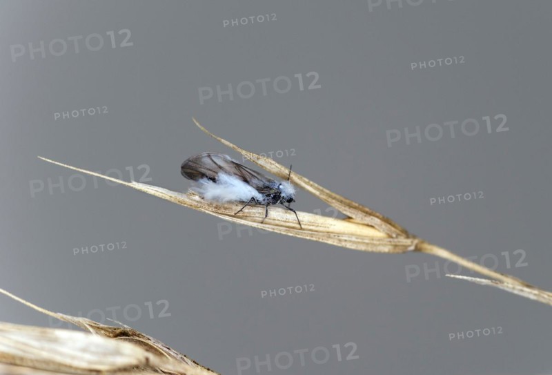 Winged imago of the woolly beech aphid