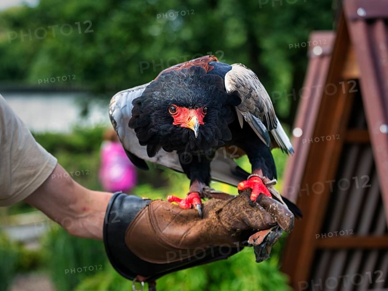 Bateleur
