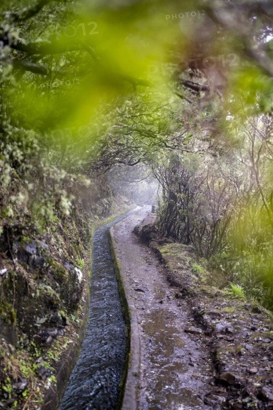 Water channel, on the hiking trail at Levada do Alecrim, Rabacal, Paul da Serra, Madeira, Portugal, Europe