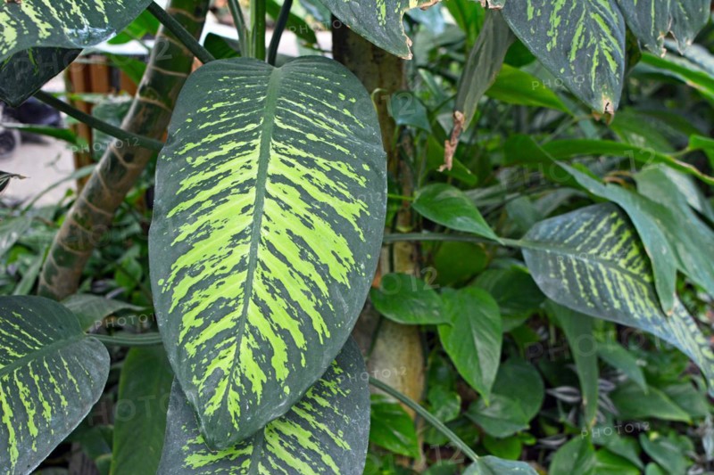 Close up of a big exotic Dieffenbachia Seguine Tropic Snow plant with striking light green pattern