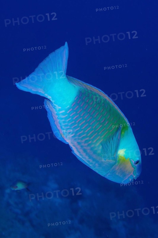 Bullethead parrotfish