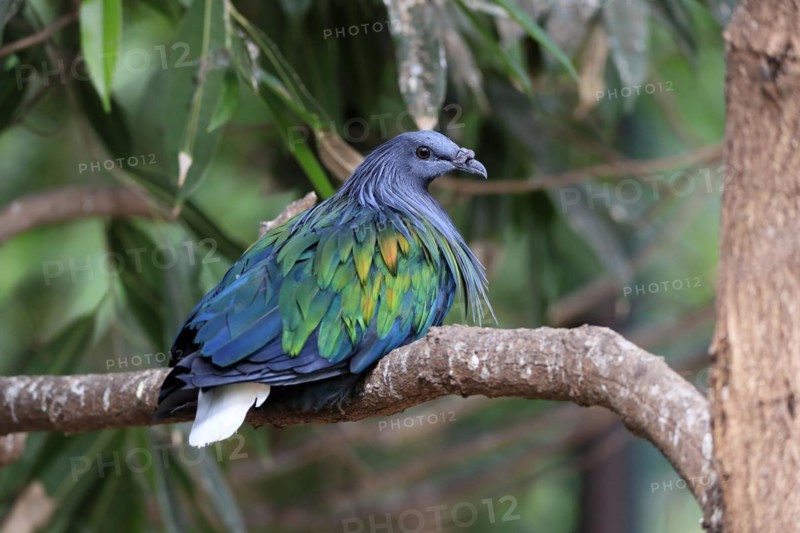 Nicobar pigeon