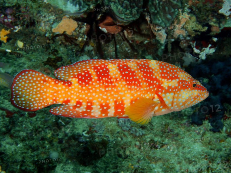 Vermillion seabass