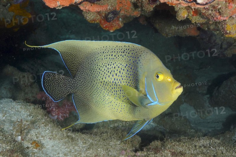 Koran angelfish