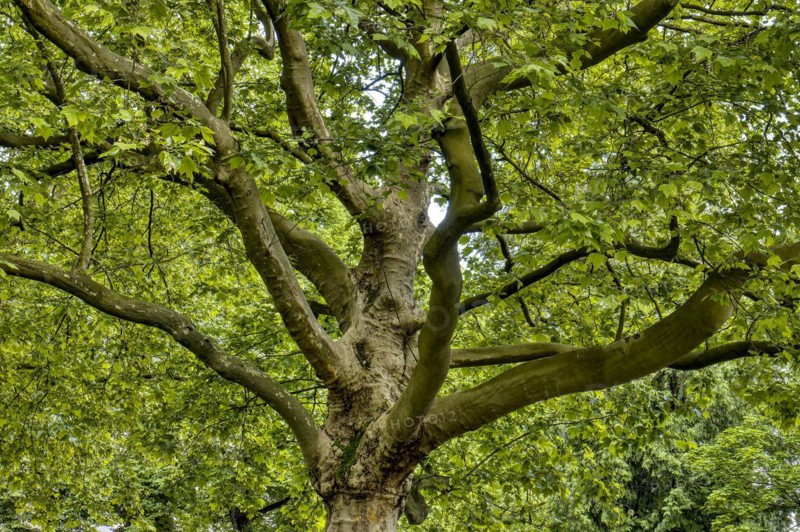 Large old plane tree