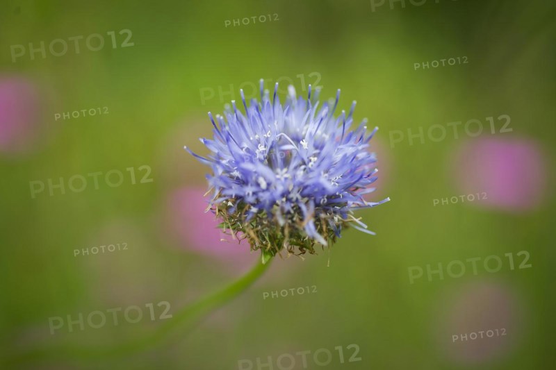 Field widows-flower, also field scabious