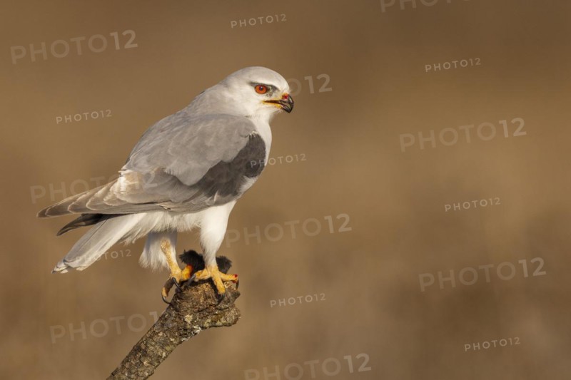 Black-winged kite