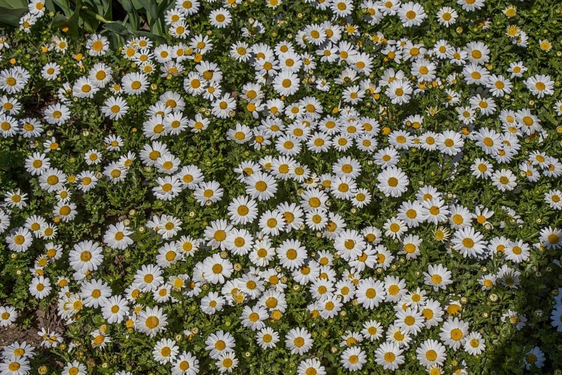 Beautiful daisy flowers as a background