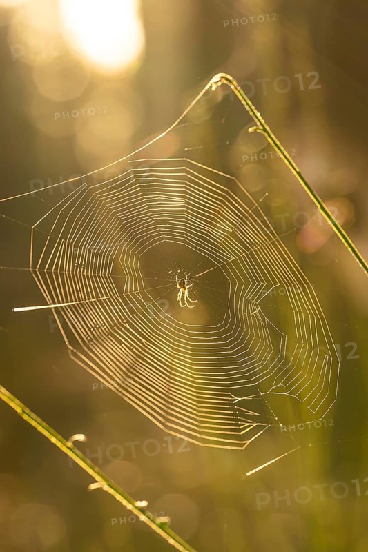 Spider's web at sunrise, Black Forest, Germany, Europe