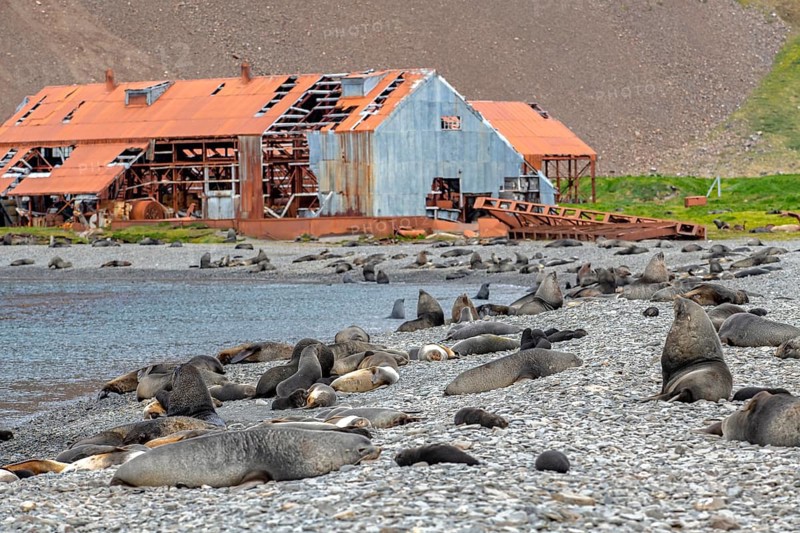 Sea Bears off South Georgia Whaling Station Stromness Bay