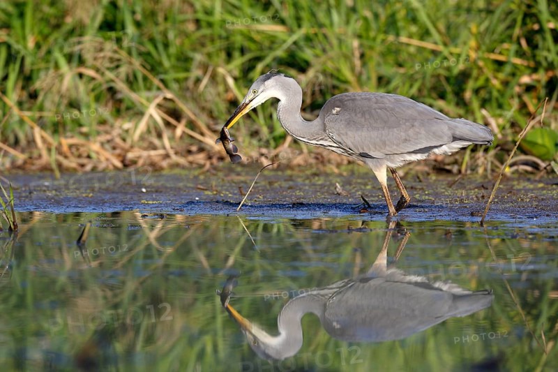 Grey heron