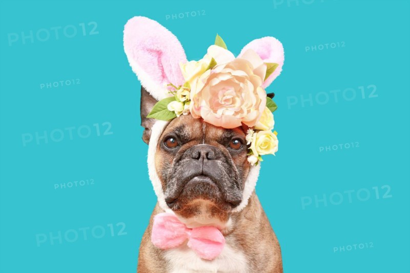 French Bulldog dog wearing Easter bunny costume ears headband with rose flowers on teal blue background