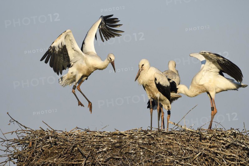White stork