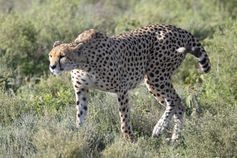 Cheetah