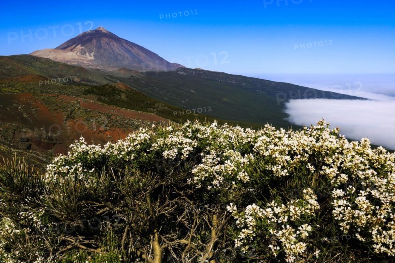 Pico del Teide at sunrise over trade wind clouds, Teide National Park, Tenerife, Canary Islands, Spain, Europe