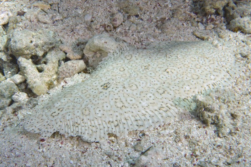 Finless sole