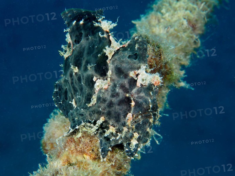 Black Giant Frogfish