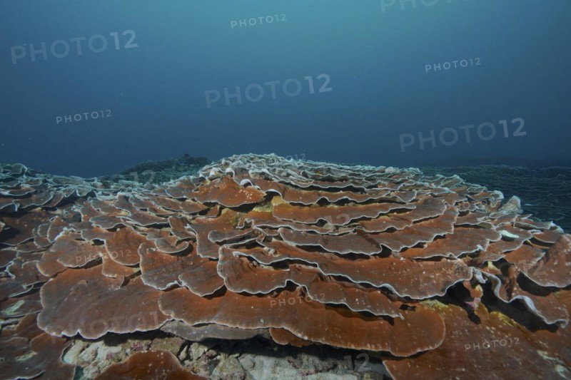 Giant Lettuce Coral