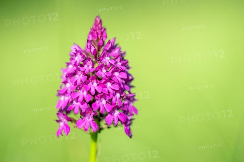 Pyramidal orchid in a meadow in spring. Alsace, France, Europe