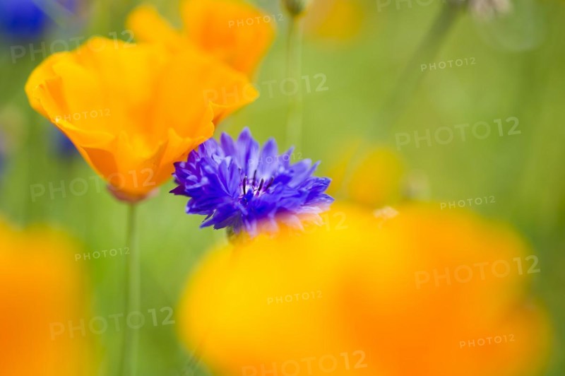 Blue cornflower