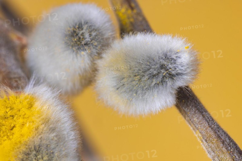Flowering palm catkins