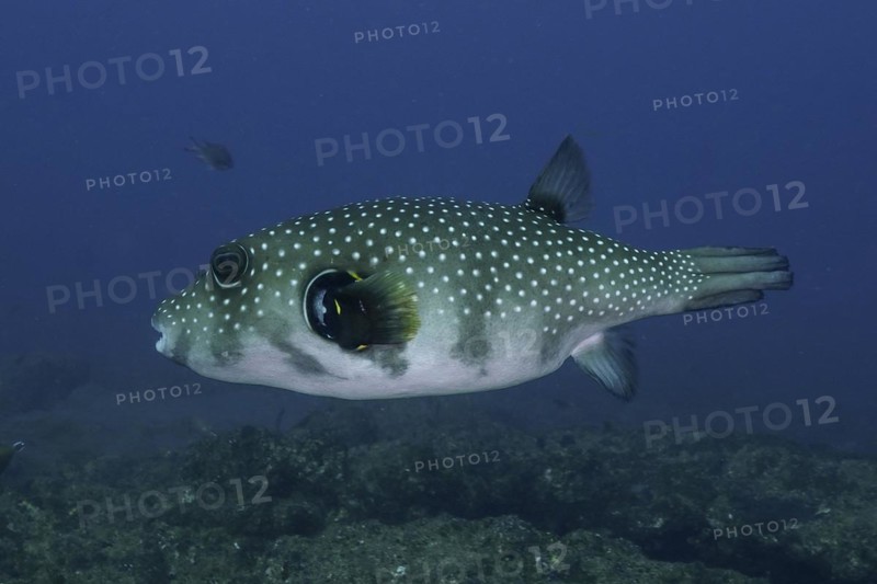 White-spotted puffer