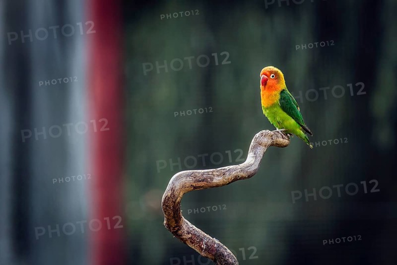 Single peachhead, fisherman's lovebird