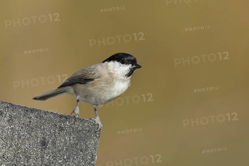 Marsh tit