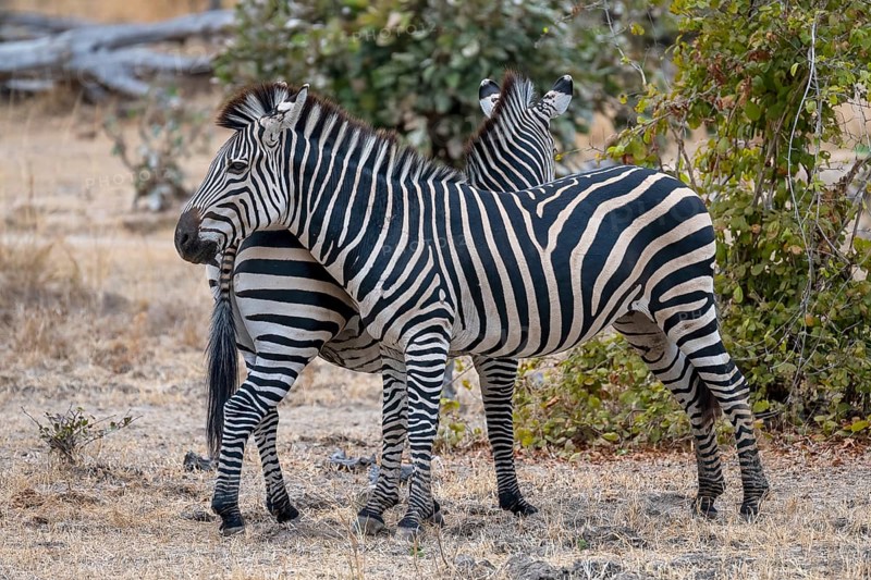 Plains Zebra of the subspecies crawshay's zebra