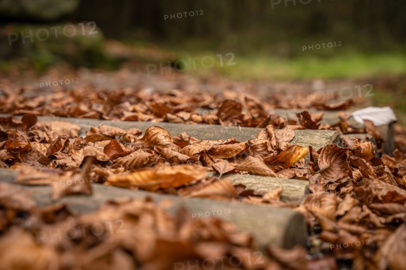 Barefoot Park in the Forest, Schoemberg, Black Forest, Germany, Europe