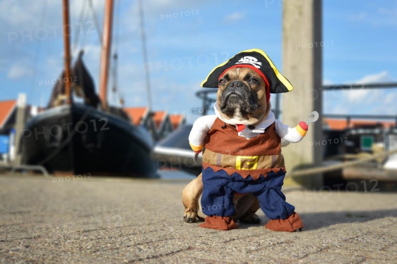 Funny brown French Bulldog dog dressed up in pirate costume with hat and hook arm standing at harbor with boats in background