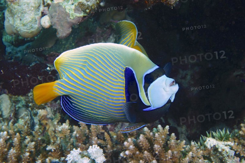 Emperor angelfish