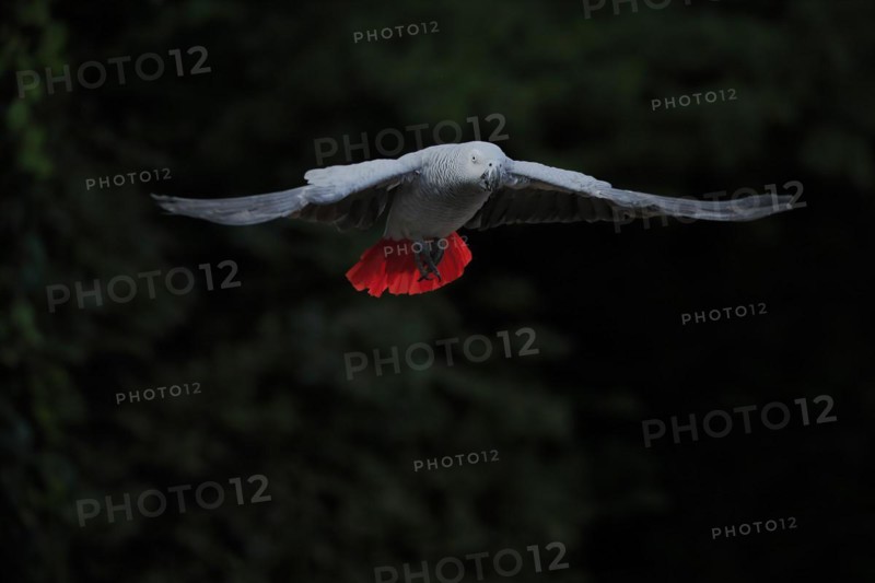 Grey parrot