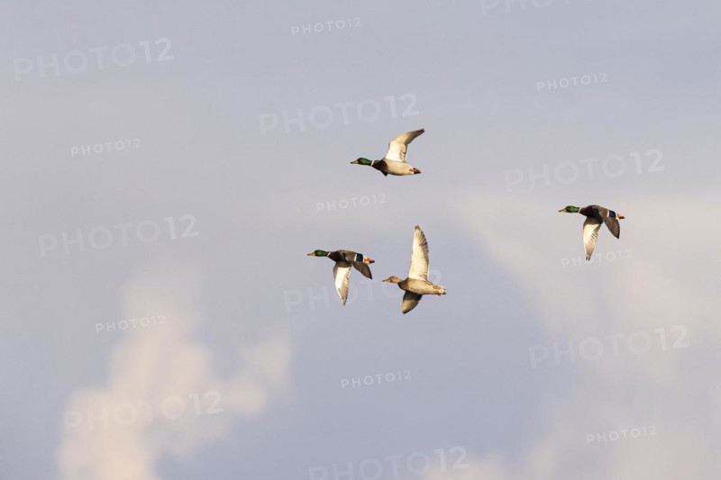 Mallard