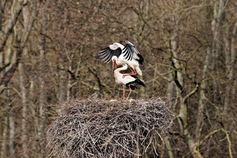 Two storks in the nest mating. Philippsburg, Baden-Wuerttemberg, Germany, Europe