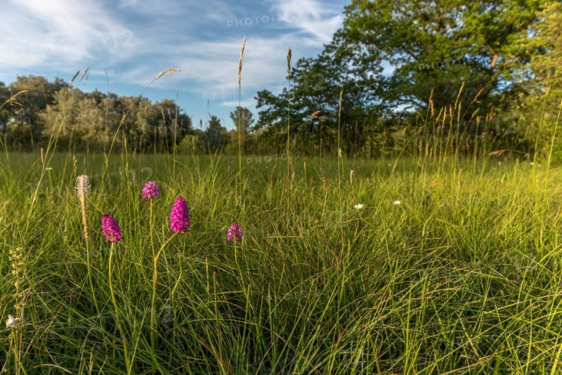 Pyramidal orchid in a meadow in spring. Alsace, France, Europe
