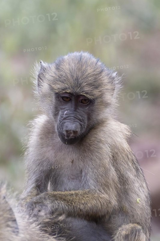 Olive baboon