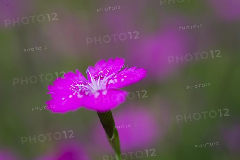 Maiden pinks