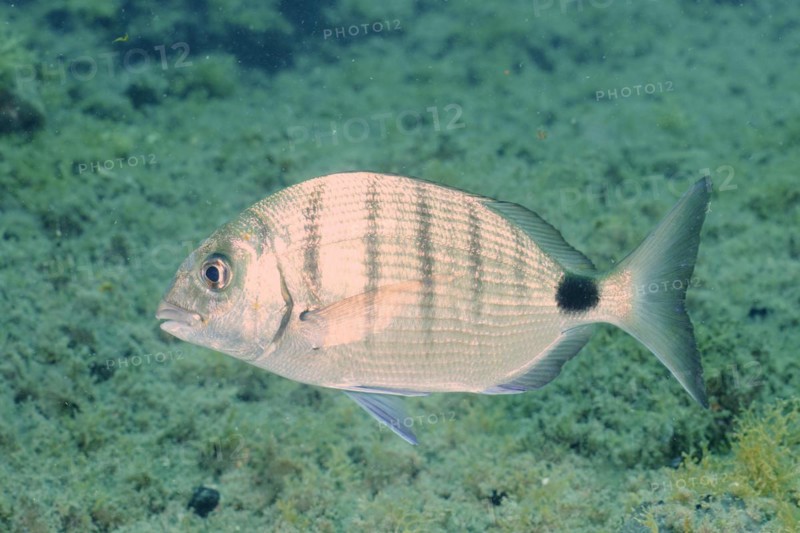 White seabream