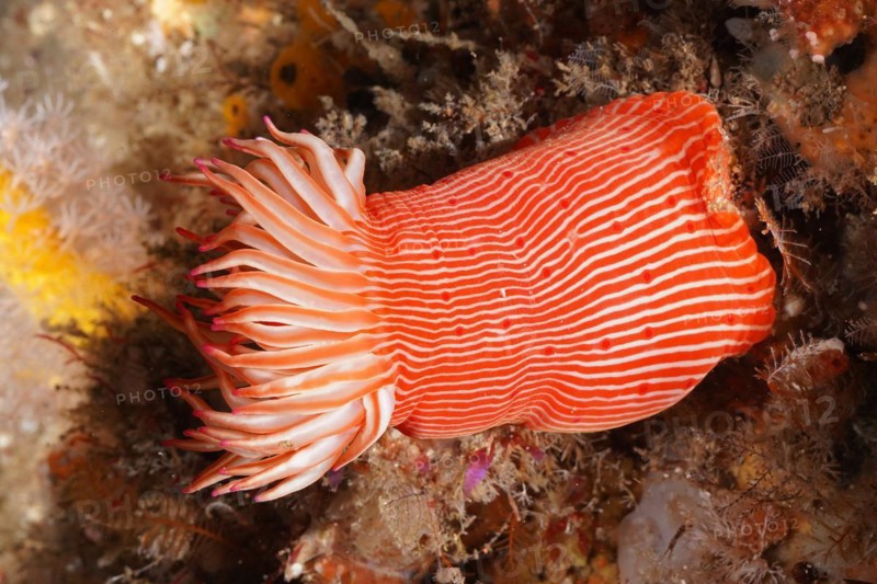 Candy Cane Anemone