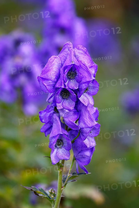 Monkshood