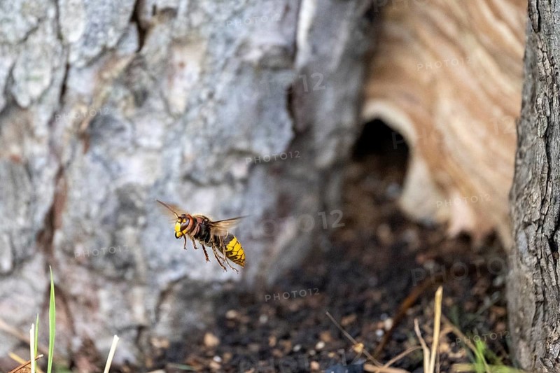 European hornet
