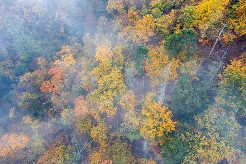 Foggy atmosphere, autumnal forest, aerial view, Thayatal, Hardegg, Lower Austria, Austria, Europe