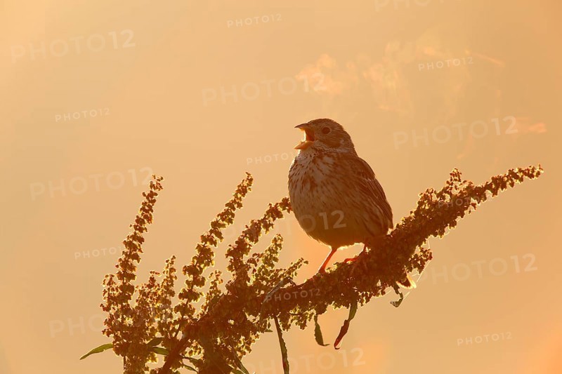 Corn Bunting