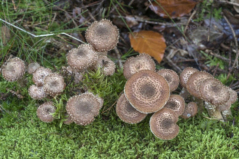 Honey funguses